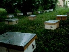 Плодные пчеломатки карника