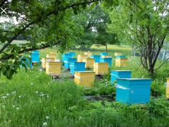 Продам сильные пчелосемьи