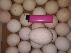 Инкубационные индюшиные яйца