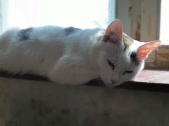Марфушка кошка для уюта с глазами цвета - небо