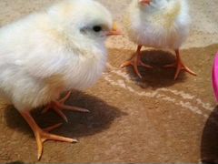 Инкубационные яйца разных пород птиц
