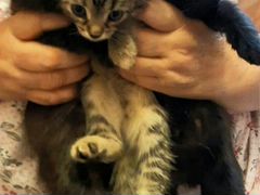 Котята, 1,5 месяца