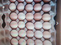 Инкубационное яйцо бройлера кобб 500