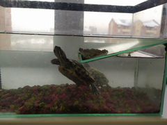 2 водяные черепахи с аквариумом
