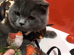 Кот ищет невесту котята британский