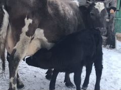 Корова с телёнком(бычок)