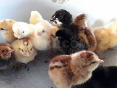 Продажа цыплят домашней яйценоской породы