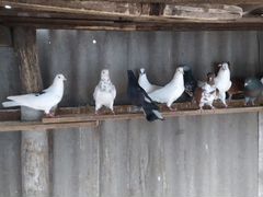 Продаю голубей (бакинцы)