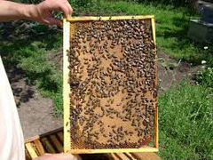 Пакеты и пчелосемьи