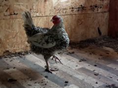 Инкубац.яйцо и суточные цыплят пушкинской породы