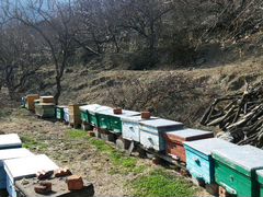 Продаются Пчелы