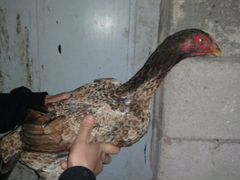 Курица Турецкий хинт продам за 1200