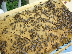 Пчелы,пчелопакеты