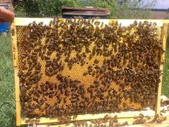 Пчелопакеты-пчелосемьи
