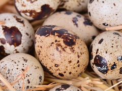 Инкубационное яйцо Техасских перепелов