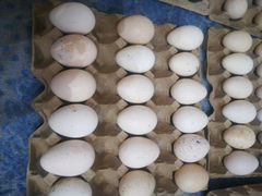 Яйца инкубационные индюшек белые широкогрудые и бр