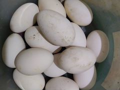 Яйца гукинные порода линда