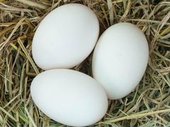 Яйца гусиные инкубационные