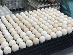 Инкубационное яйцо бройлер,индюк,утка,фазан
