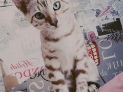 Продам бенгальского котенка, девочка, 4 месяца