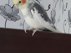 Попугай корелла мальчик