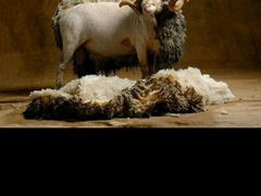 Шерсть овечья меринос