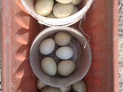 Яйца фазанов