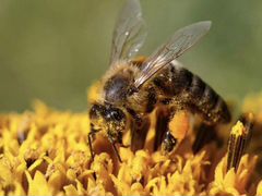 Продам пчелосемьи и/или пчелопакеты