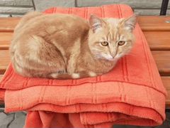 Шотландский котик мраморного окраса в добрые руки