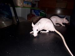 Крысята сфинксы