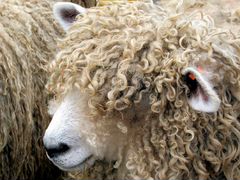 Продам овечью шерсть