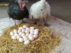 Яйцо индейки инкубационное