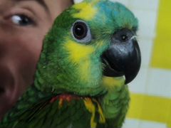 Супер говоруны попугай Амазон Синелобый