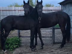 Лошадь Жеребец и Кобыла Карачаевская порода