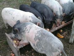 Ветнамские свиньи