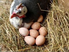 Цесаринные яйца