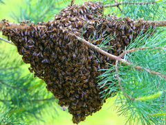 Рои и семьи пчёл с молодыми матками