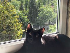 Ласковый котик ищет дом