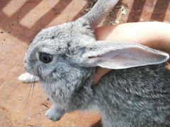 Кролик Шиншиллы