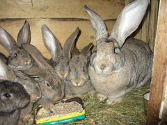 Кролики породы фландэр