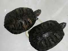Краснаухие черепахи 5 лет