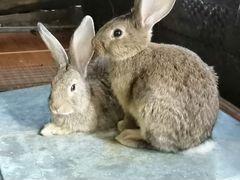 Кролики малыши