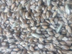 Зерно ячмень,пшеница