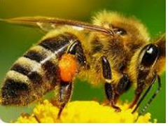 Пчеломатки Карпатской породы