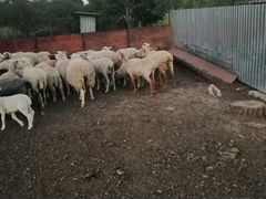 Продам овец и ягнят