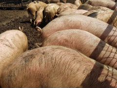 Деревенское мясо свинины живой вес 50 голов на док