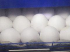 Инкубационные яица кур несушек