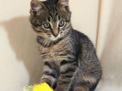 Котенок Любимчик, 2 месяца