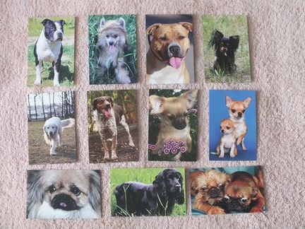 Карманные календарики собаки