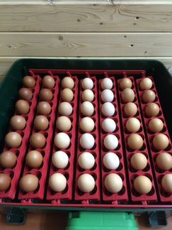 Инкубационное яйцо и цыплята